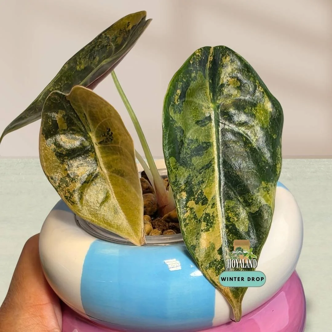 ⛄ Rare Anthurium (SKG Red Crystallinum) (ZaraxMichelle ) | Clonal